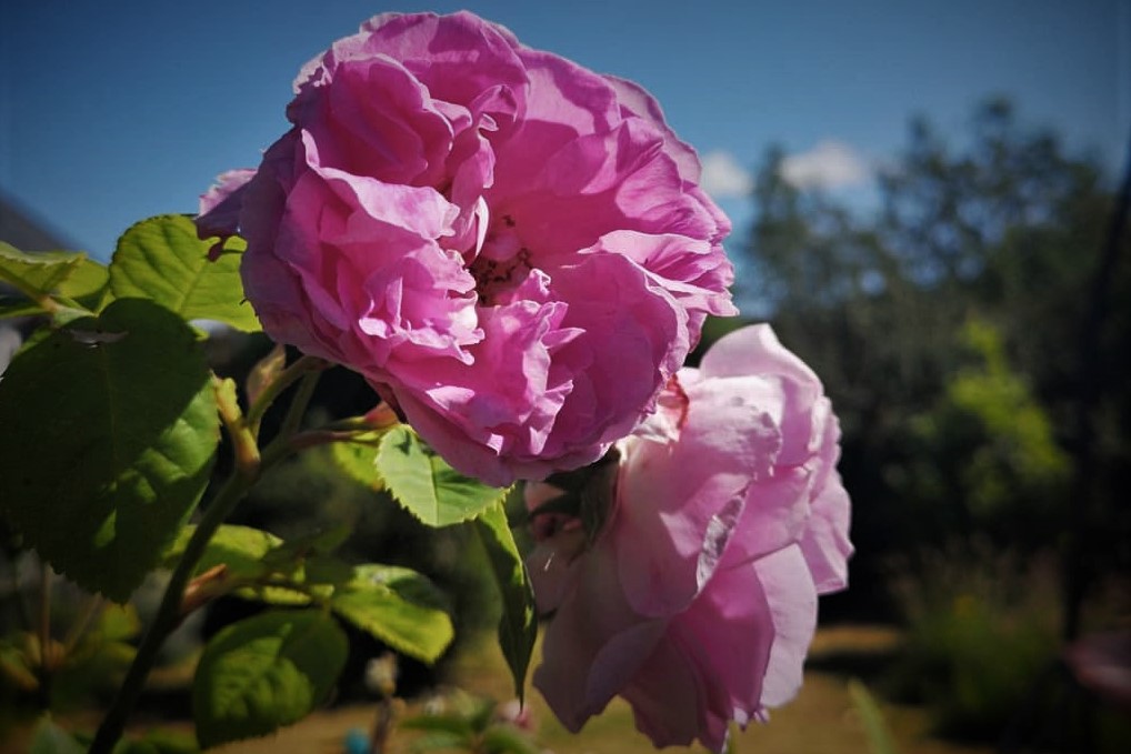 Close up of two pink roses with blurry blue sky and garden in the background